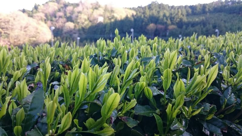 新芽の茶畑